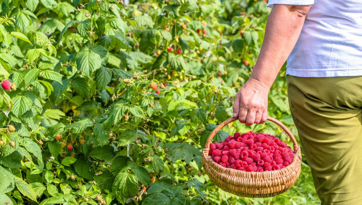 nawóz pod maliny na wiosnę, fot. gettyimages