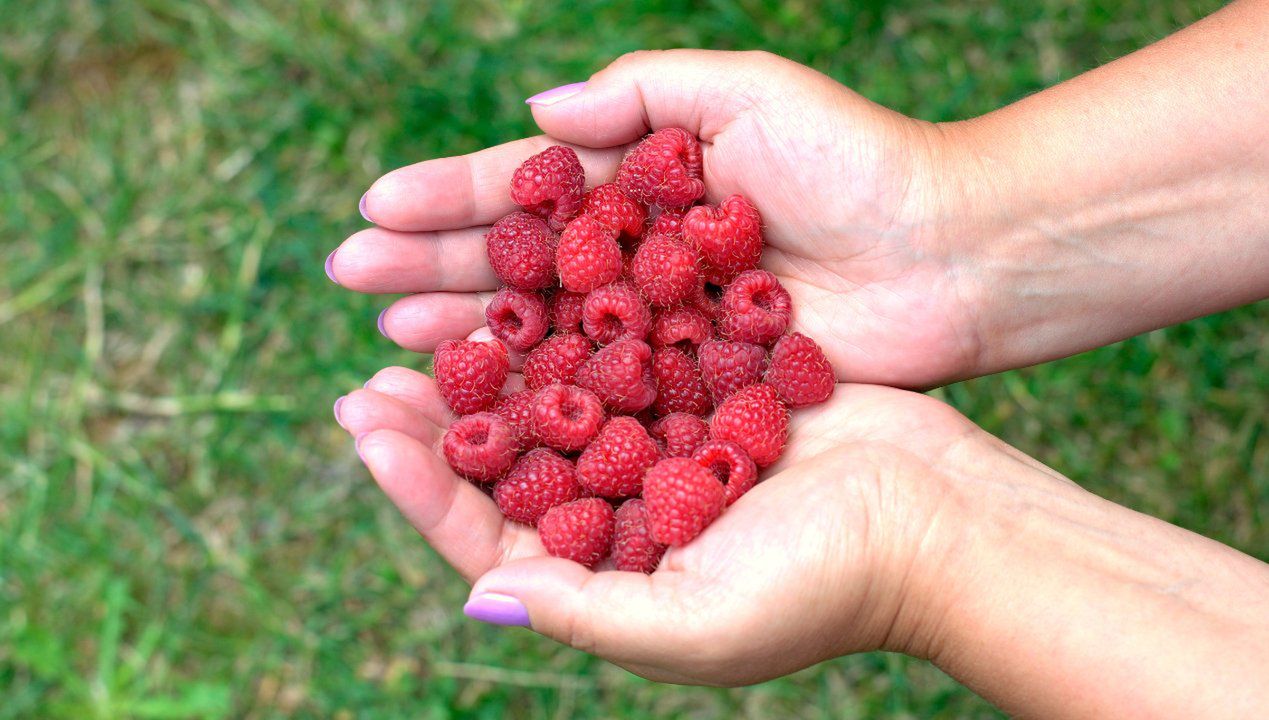 nawóz do malin, który zrobisz z bananów, fot. freepik