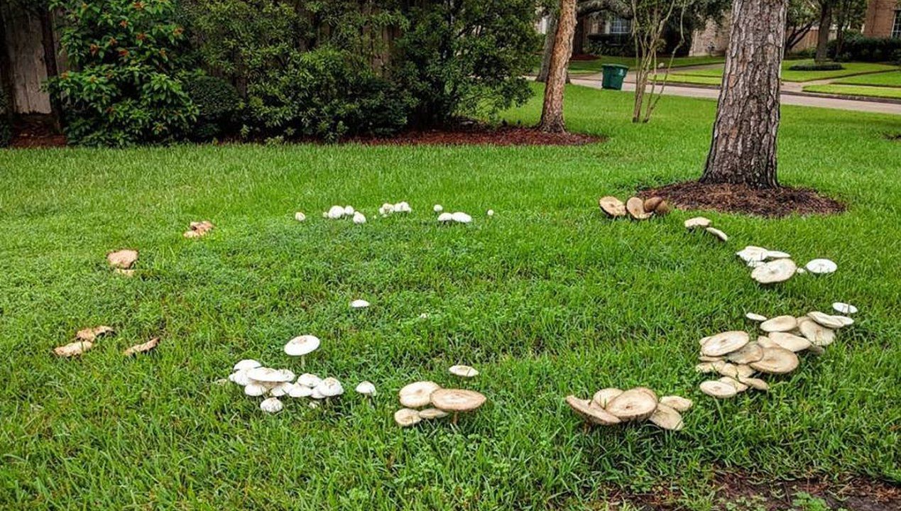 Jak pozbyć się grzybów z trawnika, fot. getty images