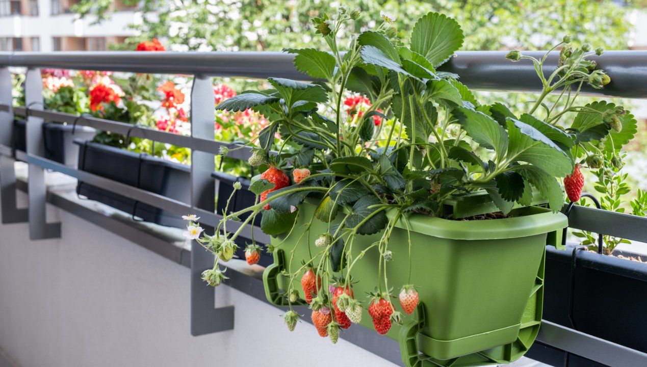 Nie tylko truskawki możesz uprawiać na balkonie. Jedno drzewko to prawdziwy hit