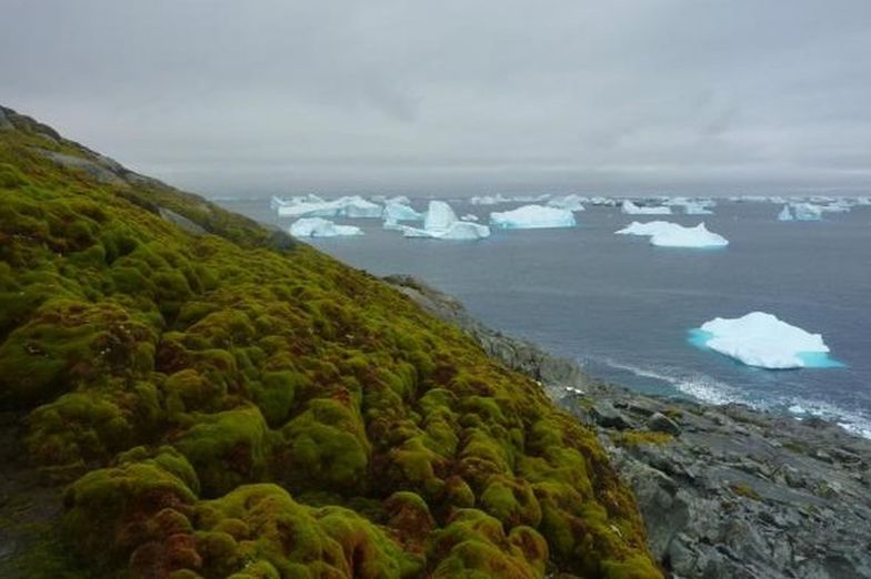 Antarktyda staje się zielona. To przez globalne ocieplenie