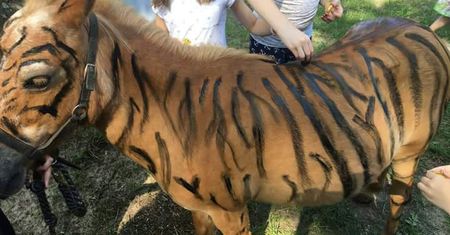 Kucyki przebierane za zebry. Kontrowersyjna atrakcja dla dzieci wywołała oburzenie