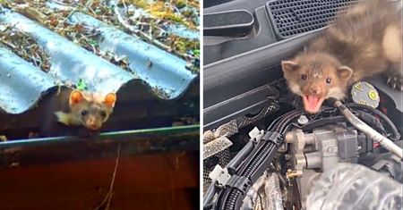 Ten sposób na ochronę domu i auta przed kunami działa zawsze! Będą je omijać szerokim łukiem