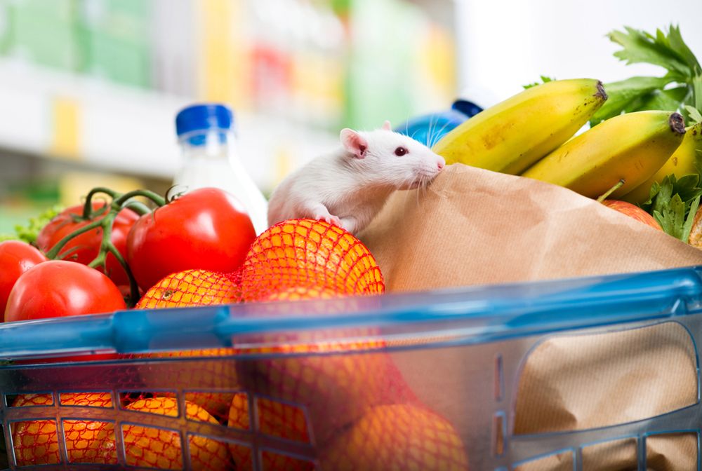 Szczury z supermarketu