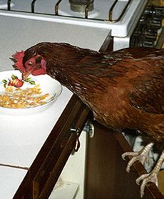 Udomowiona kura Zdzisia