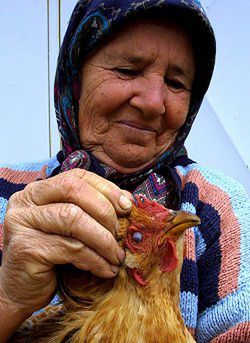 1000 martwych ptaków w Macedonii