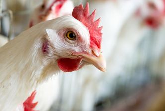 Ptasia grypa w Polsce. Wyceniono jedną padłą kurę