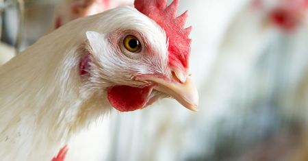 Ptasia grypa w Polsce. Wyceniono jedną padłą kurę