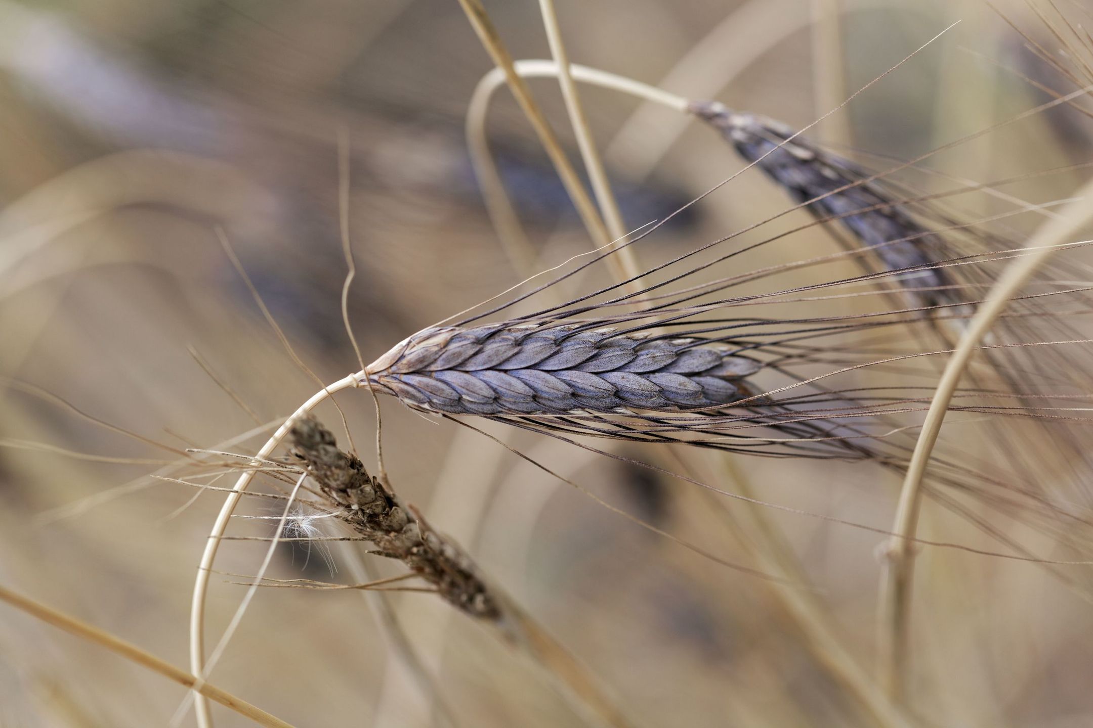 Ziarna płaskurki kryją w sobie dużą dawkę białka oraz cennych składników mineralnych