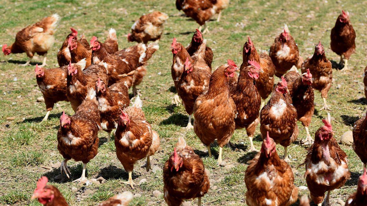  Główny Lekarz Weterynarii potwierdził kolejne ognisko ptasiej grypy.