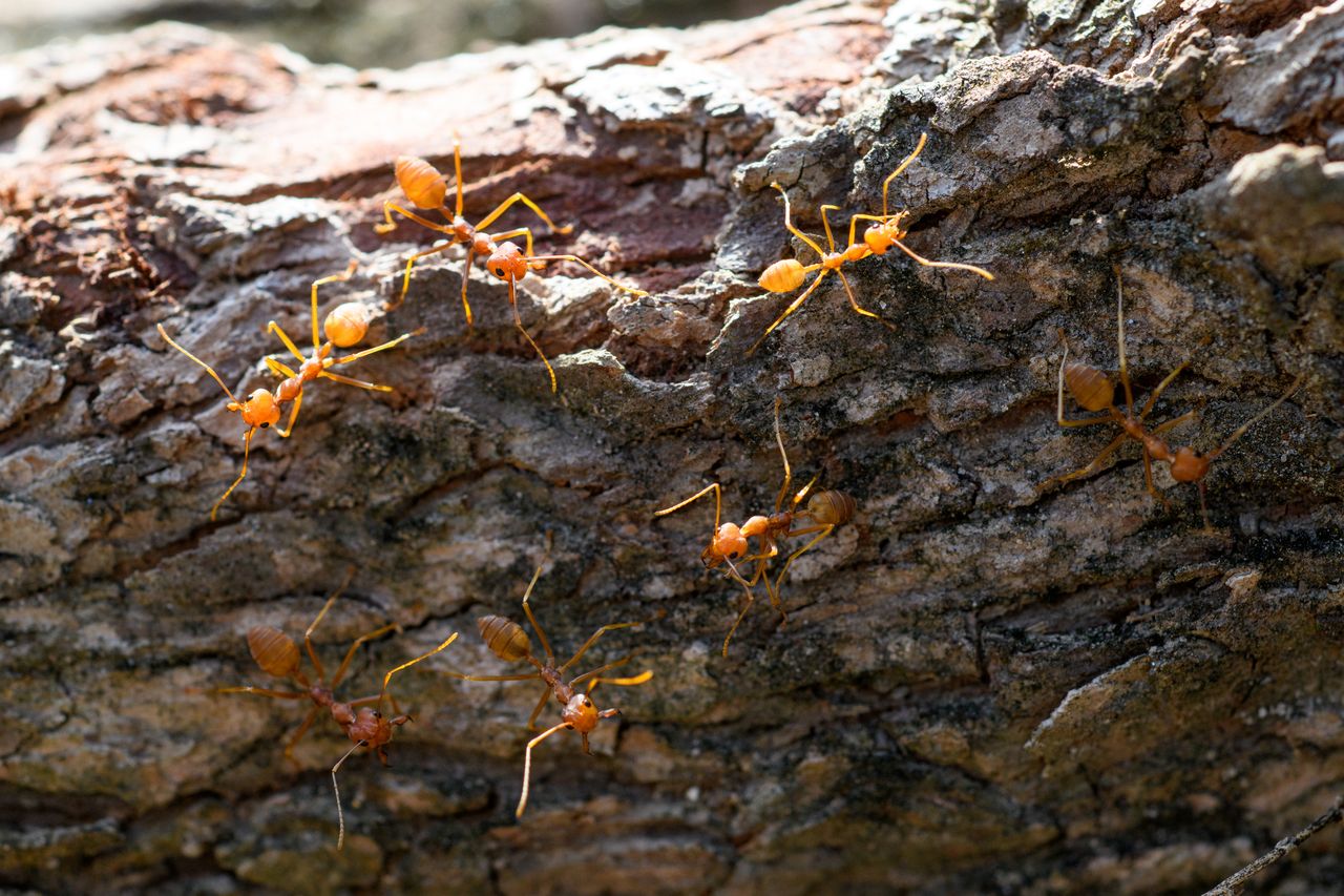 sposób na mrówki na drzewach owocowych, fot. getty images