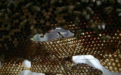 Greenpeace: pszczele produkty nie są wolne od pestycydów