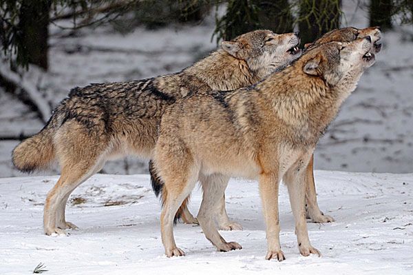 W Jakucji stan wyjątkowy z powodu wilków