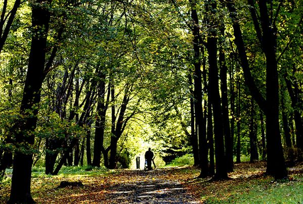 Będą odnawiać punkty piknikowe w Parku Śląskim. Możesz zdecydować, które!