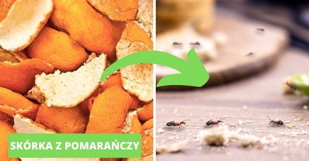 Domowe, naturalne i tanie metody na pozbycie się mrówek z kuchni. Uciekną w mgnieniu oka