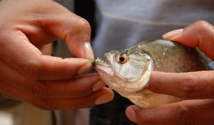 Aresztowano go na lotnisku z siatką piranii. Tłumaczył się przez 5 godzin