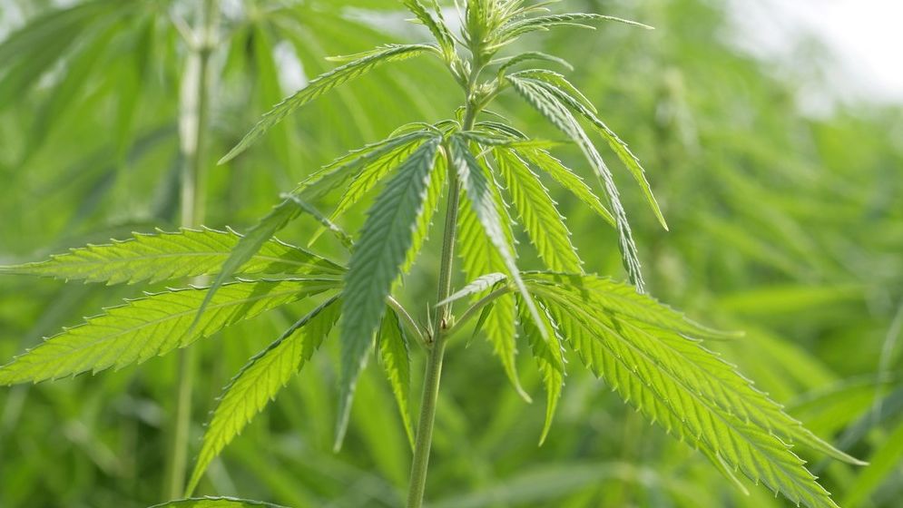 Marihuana