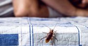 Te owady wychodzą z odpływów i szczelin. Jak się pozbyć karaluchów?