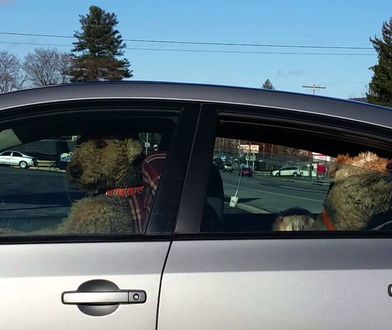 Niecierpliwy pies czeka w samochodzie na właściciela