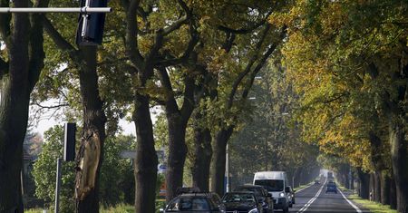 Kierowcy, uważajcie na żołędzie! Chwila nieuwagi może być kosztowna