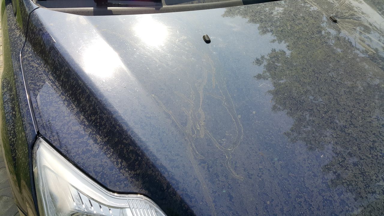 Czym jest charakterystyczny żółty pył na karoserii samochodów? 