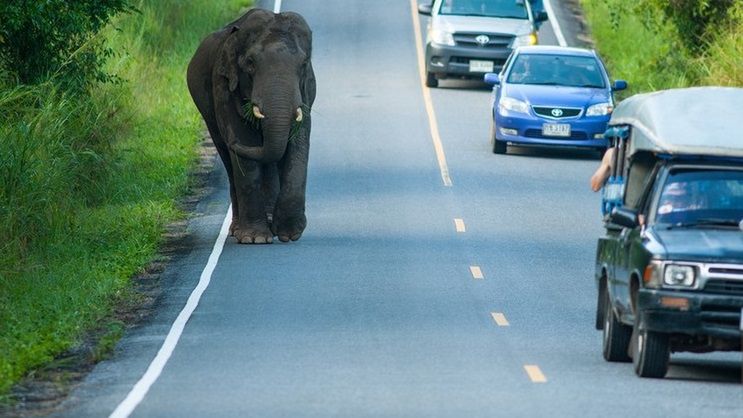 Słoń sieje postrach na drodze