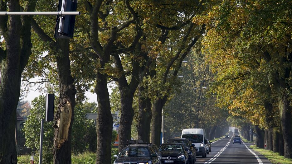 Dębów przy polskich drogach nie brakuje