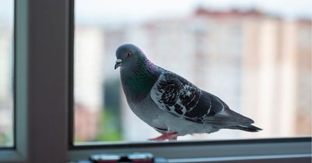 Najlepszy środek do czyszczenia powierzchni z ptasich odchodów masz w kuchni!