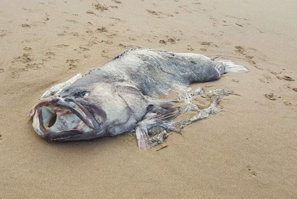 Ryba jak z horroru. Znaleziono ją na plaży