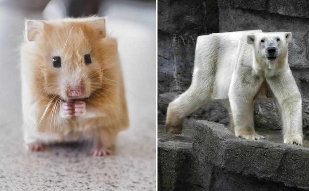 Zdeformował zwierzęta. Ale żadnego to nie bolało