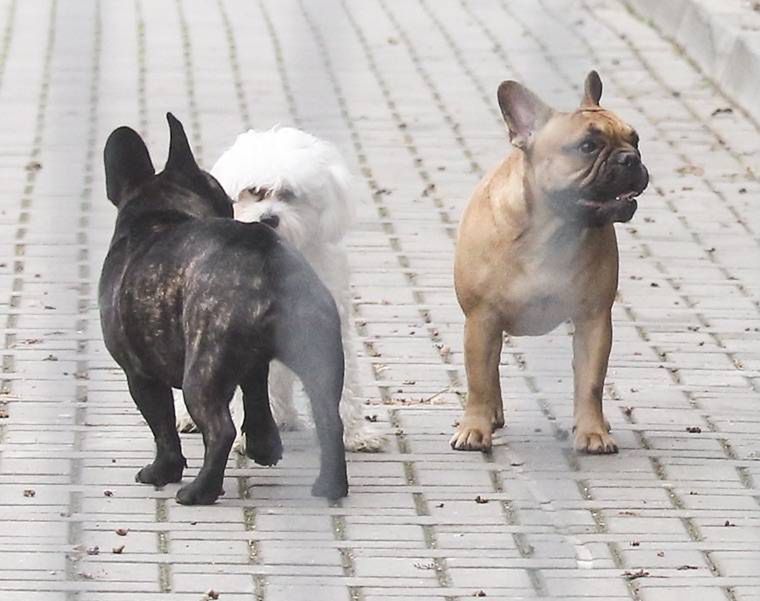 Gosposia Małgorzaty Rozenek sprząta psie odchody