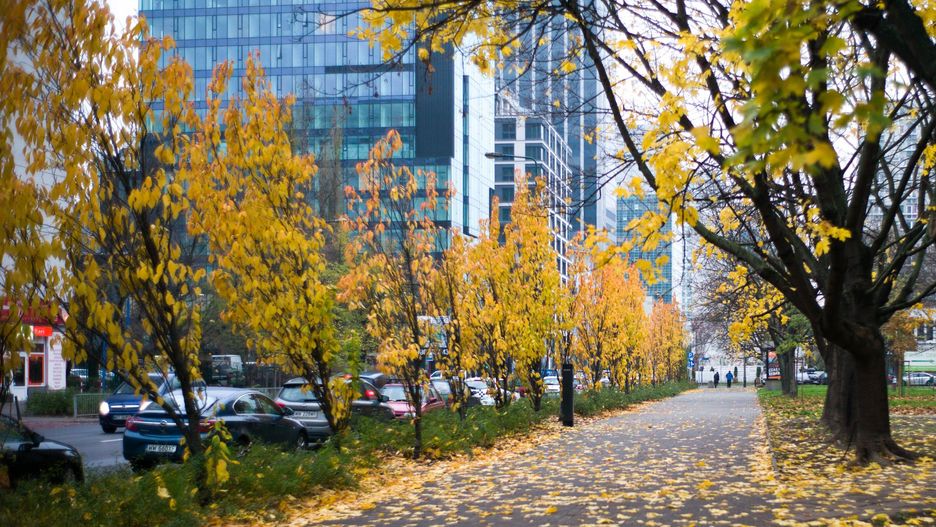 Warszawa wprowadza zakaz stosowania dmuchaw na terenach miejskich