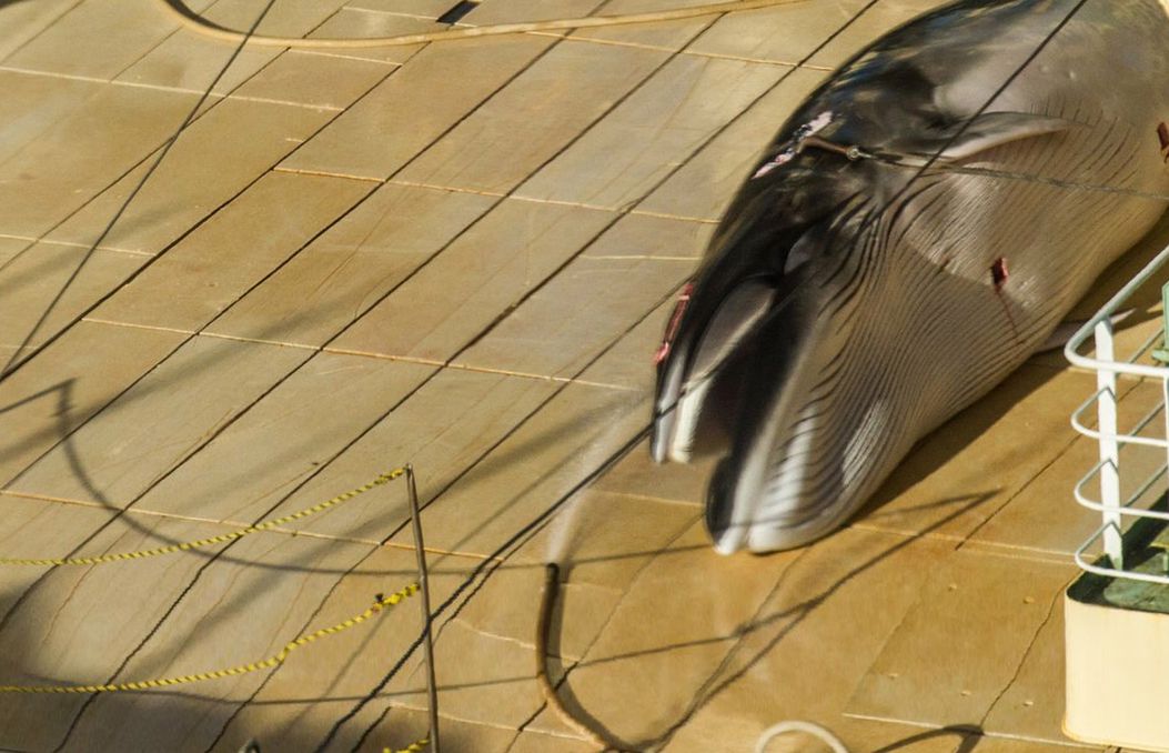 Ciało wieloryba pod plandeką. Przyłapali Japończyków