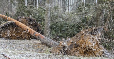 Tatry. Wichura na południu. Nie wiało tak od kilkudziesięciu lat. Zakopane bez prądu