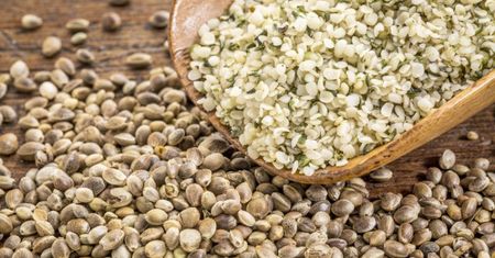 Nasiona hemp - najzdrowsze nasionka świata