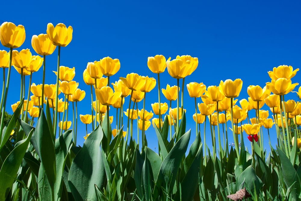 Pole tulipanów 