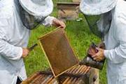 Mniej pszczół, droższy miód rzepakowy