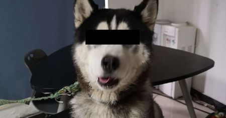 Ma poważne kłopoty. Policja szuka właścicieli szczeniaka