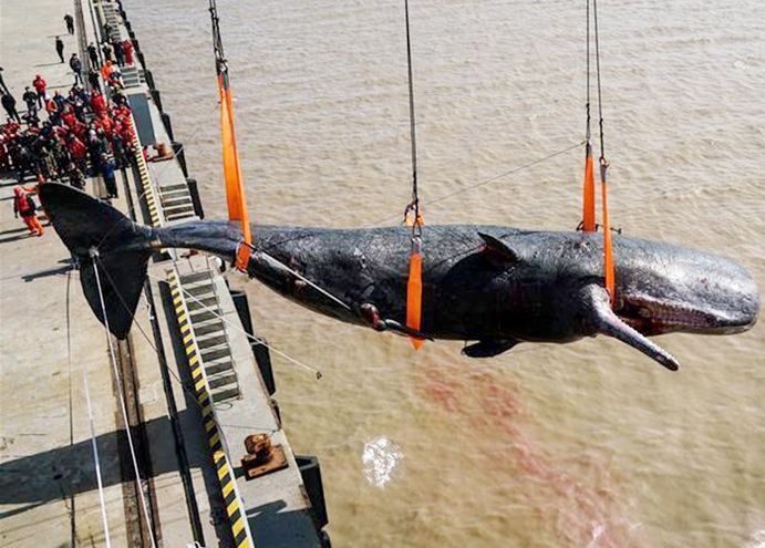 Wieloryby zginęły z winy człowieka. Dowód znaleźli w ich żołądkach