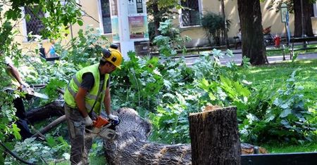 Jak zapobiec wycince drzew? Oto dziewięć sposobów, by powstrzymać piły łańcuchowe