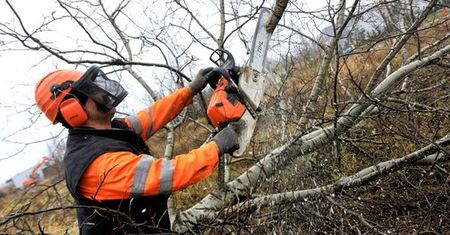 Wycinka drzew i krzewów bez zezwolenia. Ministerstwo tłumaczy, jak to działa
