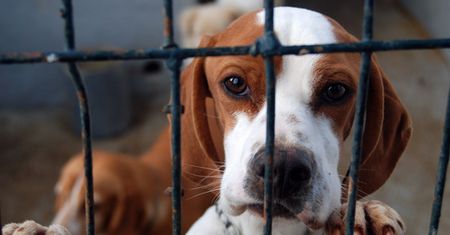 500 zł na psa. Tak gminy zachęcają do adopcji, bo chcą zaoszczędzić na schroniskach