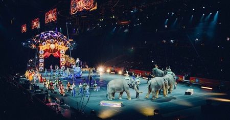 Cyrki bez zwierząt? Kolejny projekt w tej sprawie czeka już w Sejmie