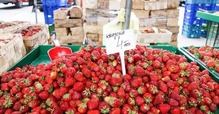 Rosjanie kupują przy granicy truskawki, bo u nich nie ma