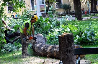 Jak zapobiec wycince drzew? Oto dziewięć sposobów, by powstrzymać piły łańcuchowe