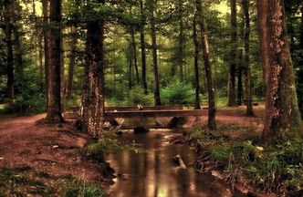 IKEA staje w obronie Puszczy Białowieskiej? Najnowsza odsłona sporu o głośną wycinkę