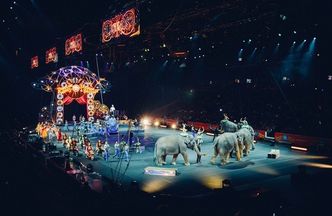 Cyrki bez zwierząt? Kolejny projekt w tej sprawie czeka już w Sejmie