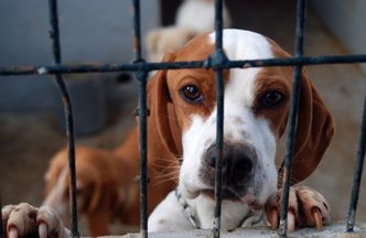 500 zł na psa. Tak gminy zachęcają do adopcji, bo chcą zaoszczędzić na schroniskach