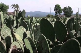 Elektrownia zasilana kaktusami. Pierwsza taka na świecie