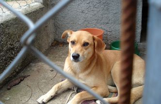 NIK: Ochrona zwierząt wymaga zmian w prawie